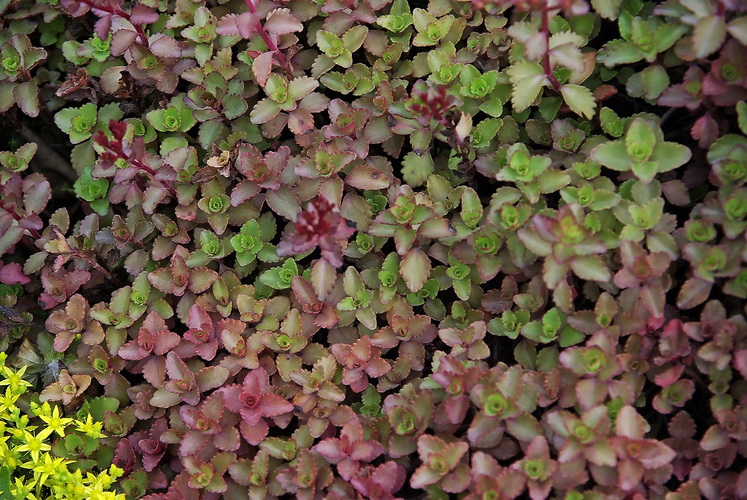 Image of Sedum spurium specimen.