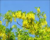 Laburnum anagyroides. Ветвь с соцветиями. Черноморское побережье Кавказа, г. Новороссийск, в культуре. 2 мая 2010 г.