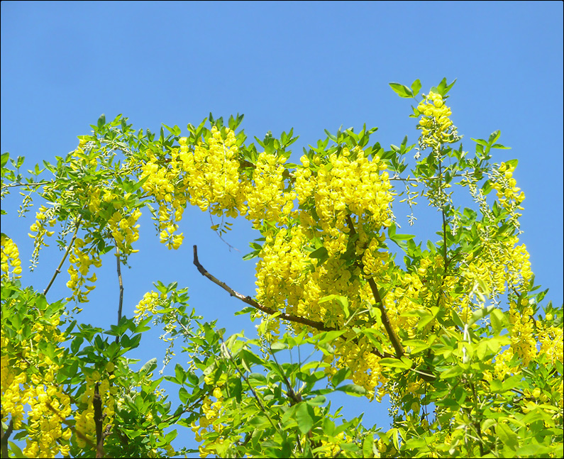 Image of Laburnum anagyroides specimen.