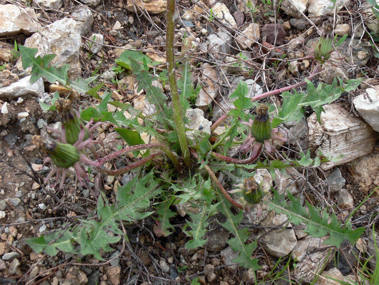 Image of Taraxacum marklundii specimen.