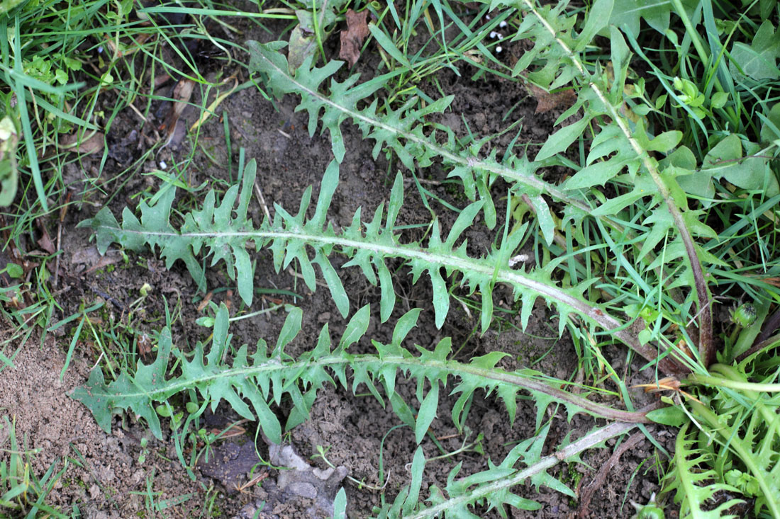 Image of Taraxacum juzepczukii specimen.