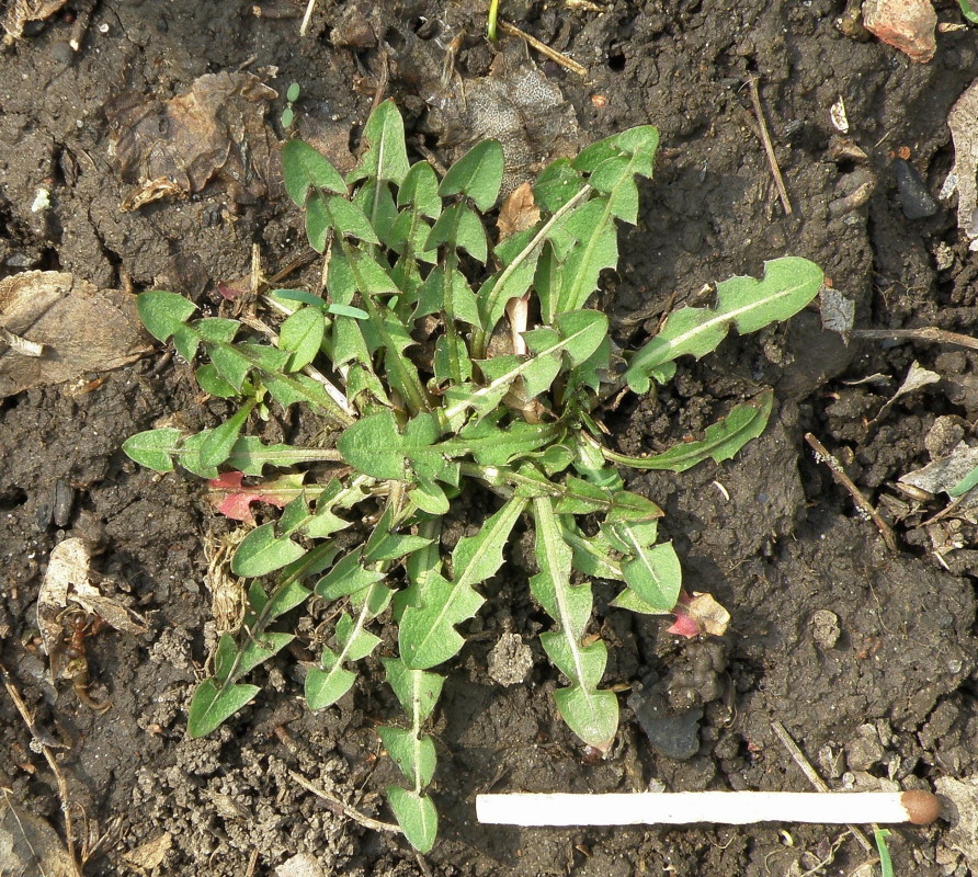 Image of genus Taraxacum specimen.