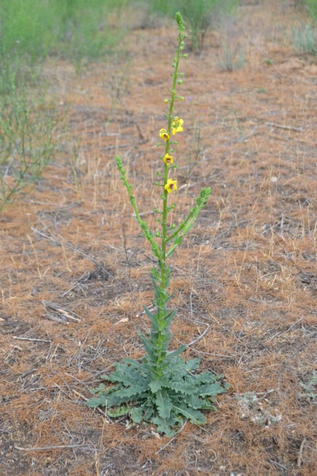 Image of Verbascum blattaria specimen.