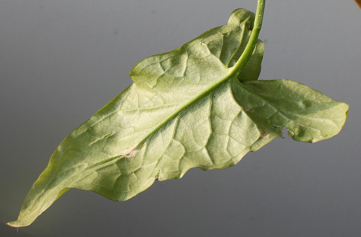 Image of Arum maculatum specimen.