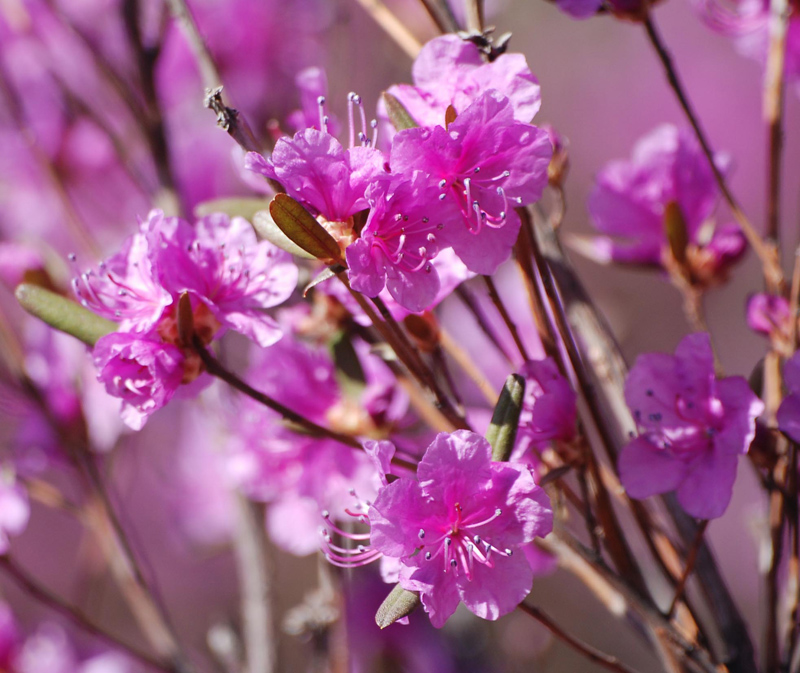 Image of Rhododendron dauricum specimen.