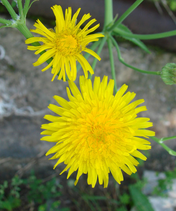 Image of Sonchus arvensis ssp. uliginosus specimen.