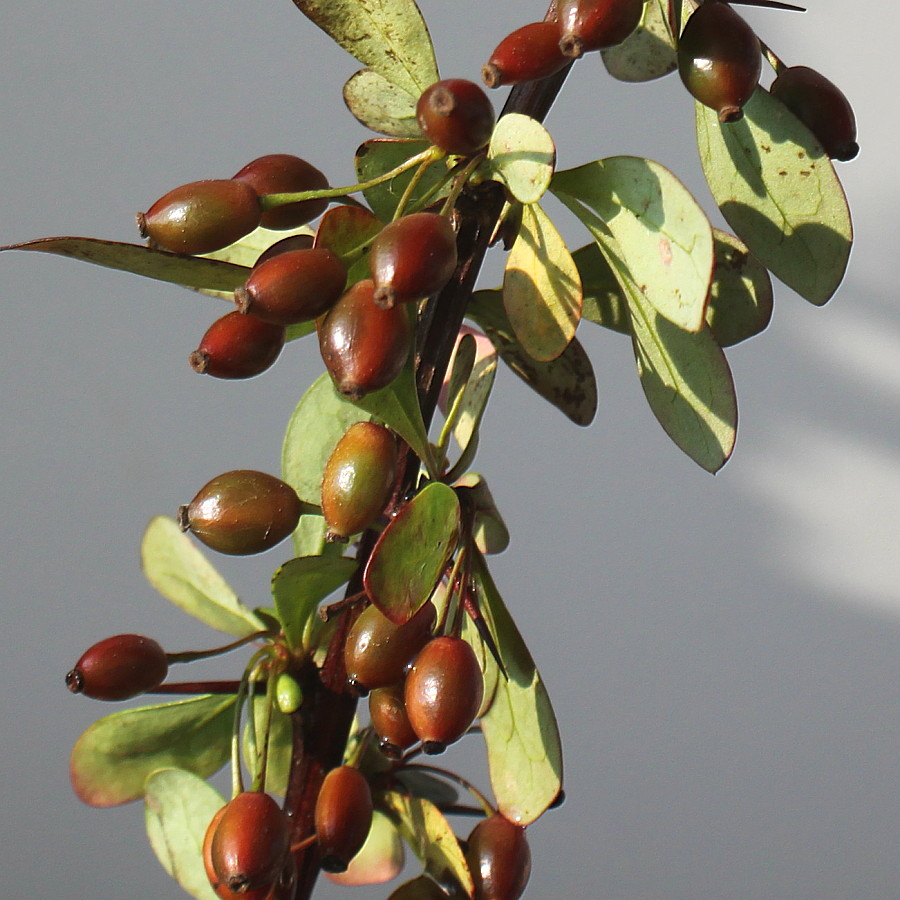 Image of Berberis thunbergii specimen.