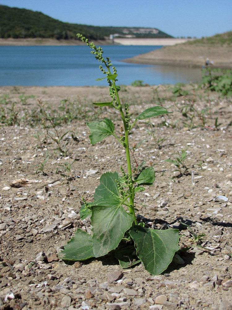 Image of Oxybasis urbica specimen.