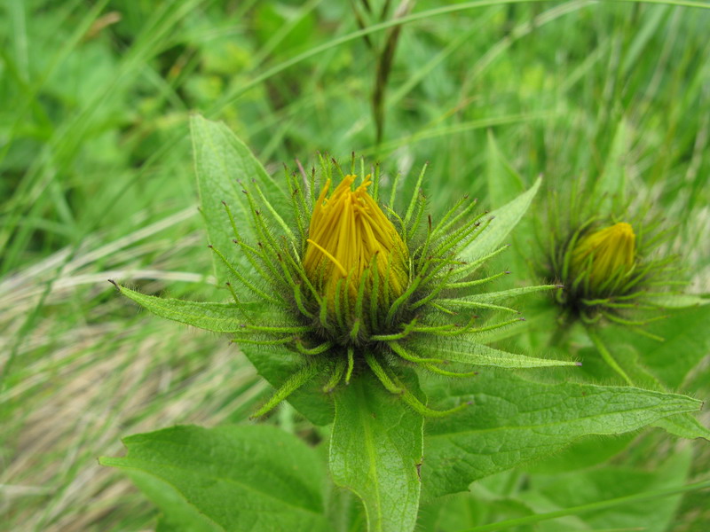 Изображение особи Inula orientalis.