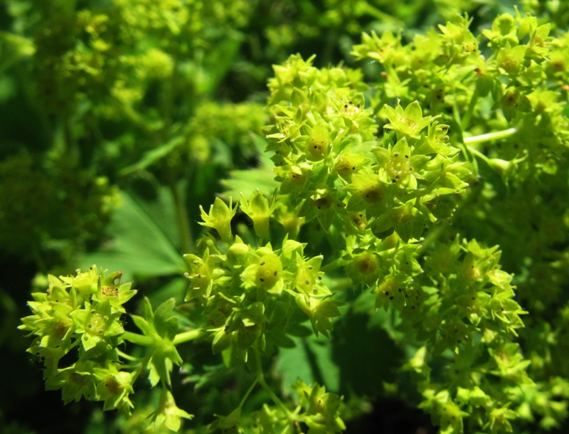 Image of genus Alchemilla specimen.