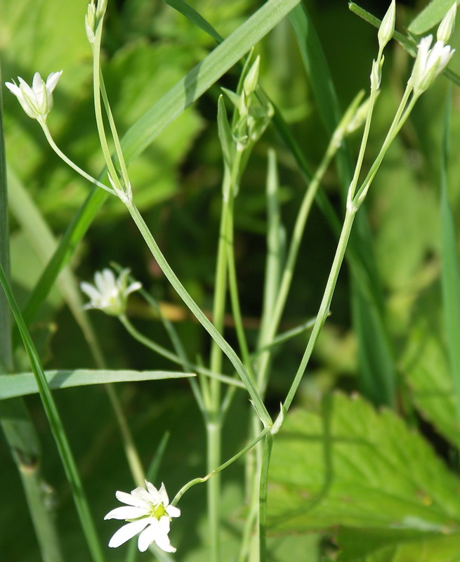 Image of Stellaria palustris specimen.