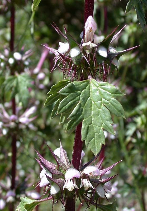 Image of Moluccella spinosa specimen.