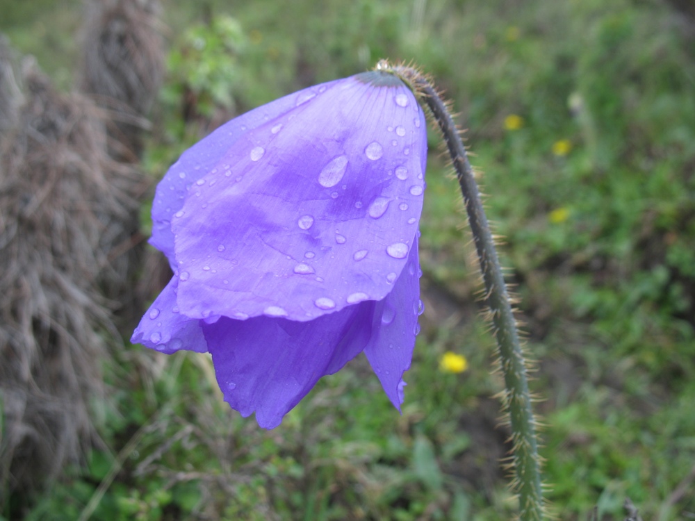 Image of Meconopsis sinomaculata specimen.