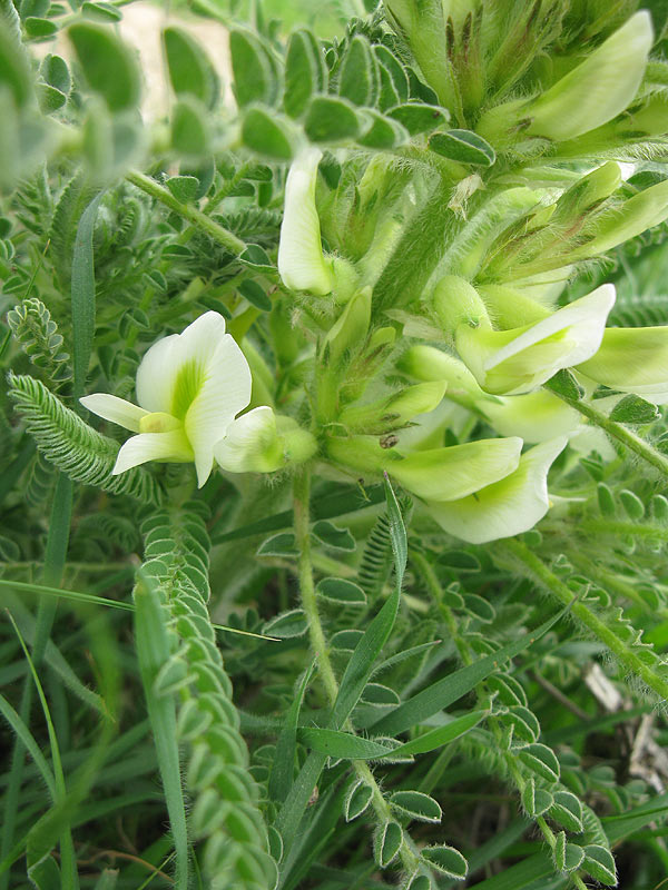 Image of Astragalus aleppicus specimen.