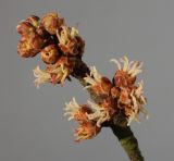 Acer saccharinum. Соцветия. Германия, г. Кемпен, в озеленении улицы. 05.03.2013.