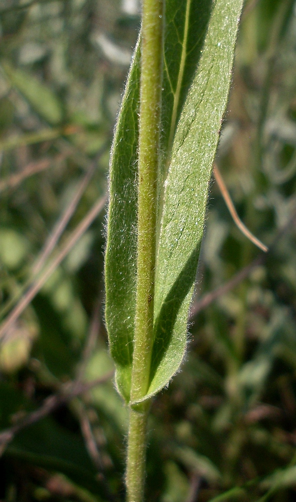 Изображение особи Inula oculus-christi.