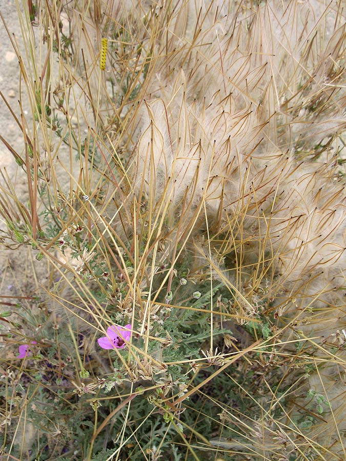 Image of Erodium crassifolium specimen.