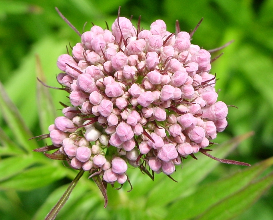 Image of Valeriana coreana specimen.