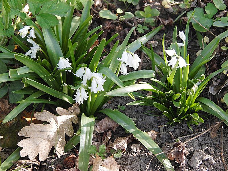 Image of Hyacinthoides hispanica specimen.