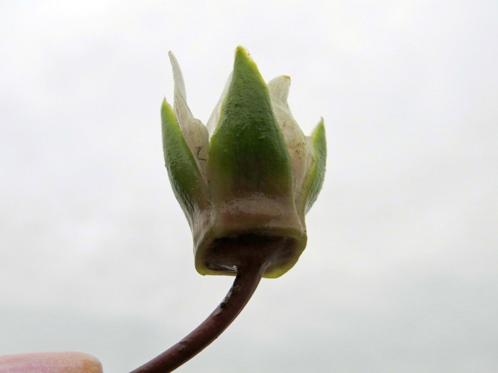 Image of Nymphaea tetragona specimen.