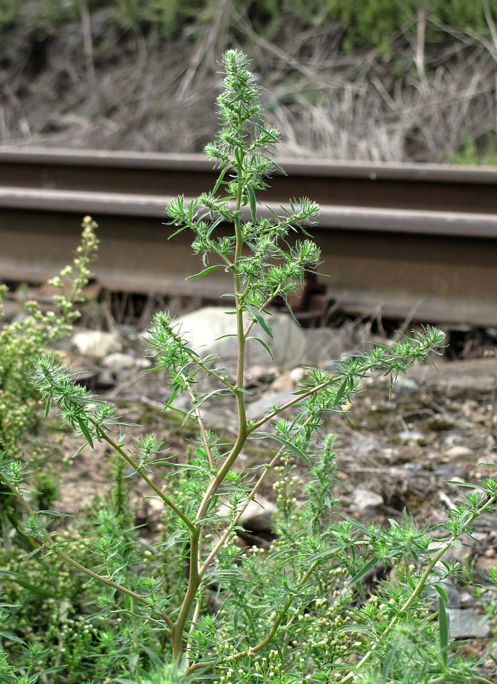 Image of Bassia scoparia specimen.