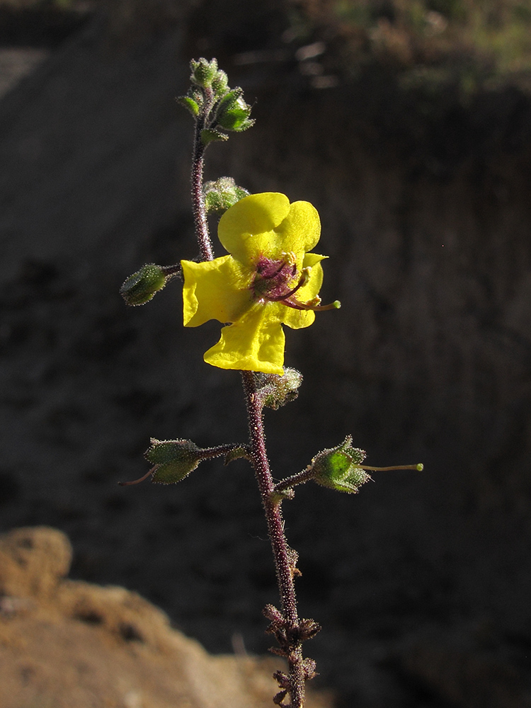 Image of Verbascum blattaria specimen.