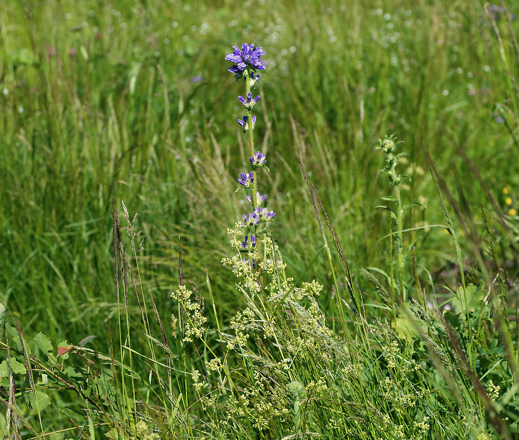 Image of Campanula cervicaria specimen.