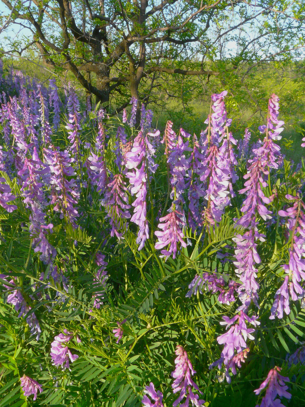 Image of Vicia tenuifolia specimen.