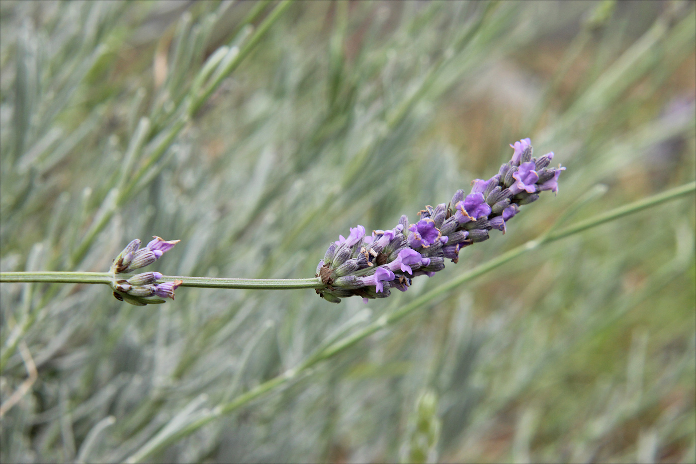 Image of Lavandula angustifolia specimen.