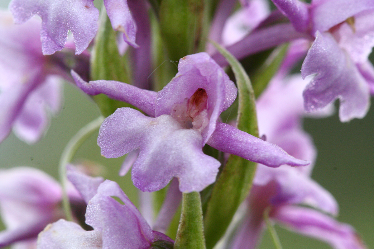 Изображение особи Gymnadenia conopsea.