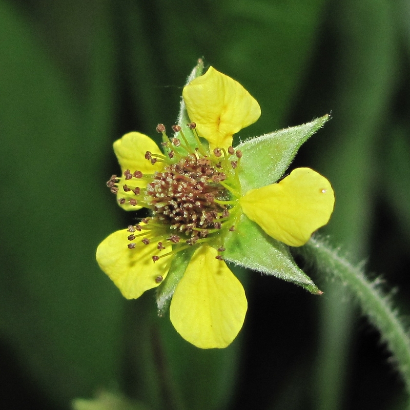 Image of Geum urbanum specimen.