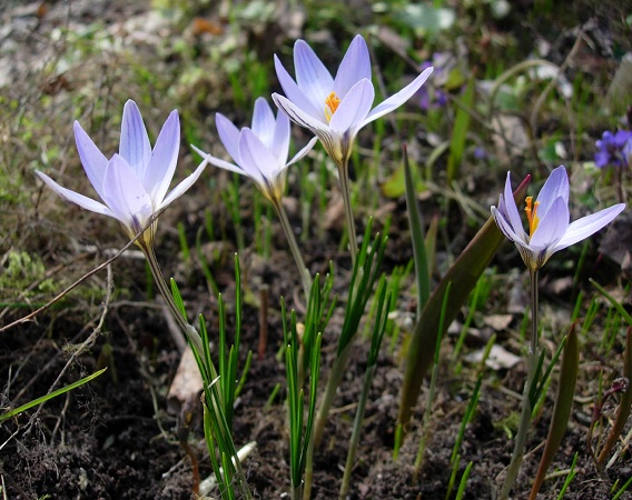 Изображение особи Crocus reticulatus.