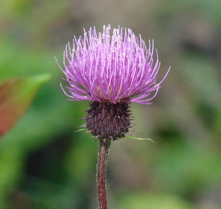 Image of Cirsium serratuloides specimen.