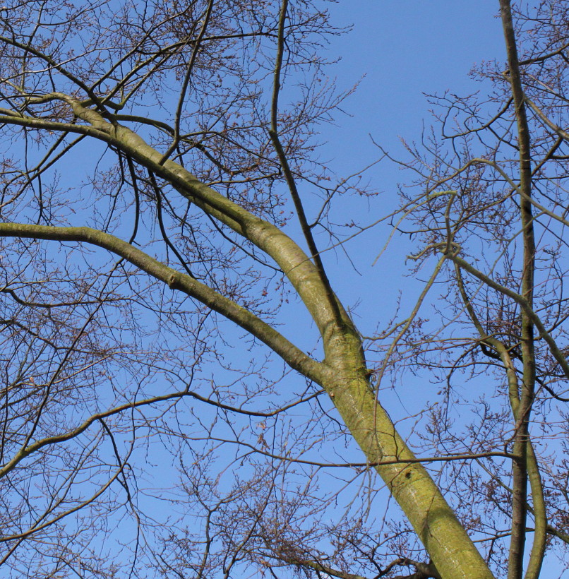 Image of Nothofagus &times; alpina specimen.