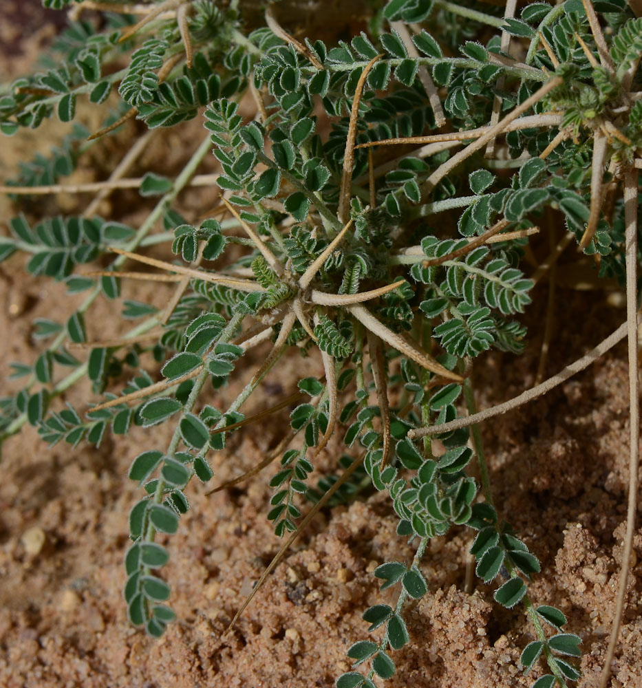 Изображение особи Astragalus sieberi.