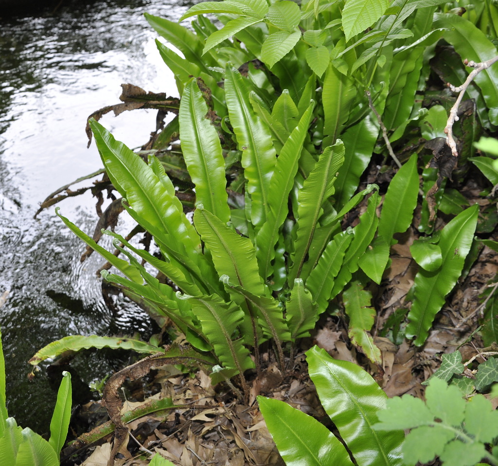 Image of Phyllitis scolopendrium specimen.