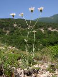 Pyrethrum poteriifolium. Цветущее растение. Краснодарский край, м/о г. Новороссийск, гора Большой Маркотх. 17.05.2014.