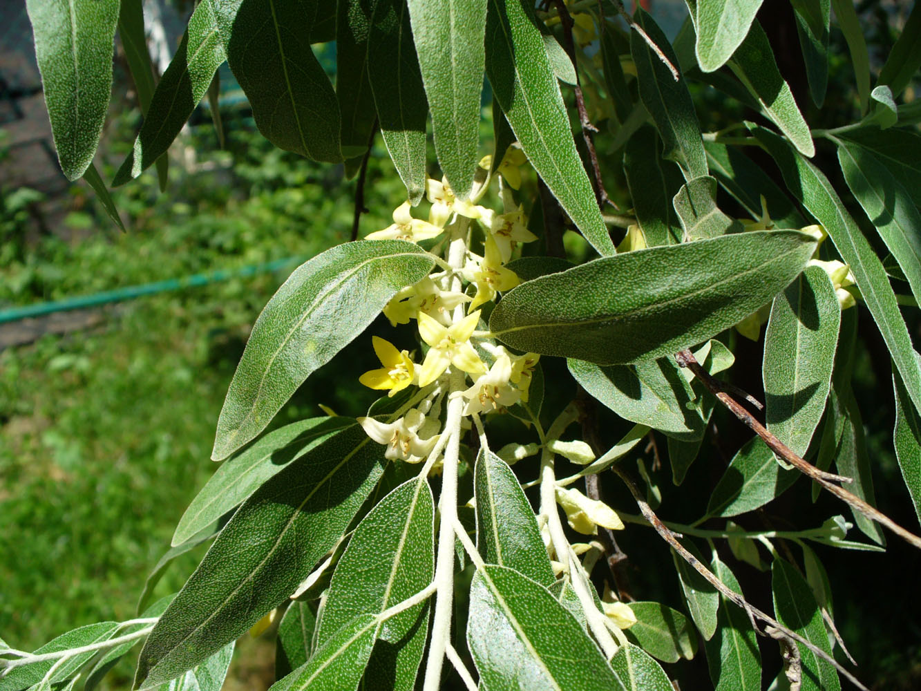 Image of Elaeagnus angustifolia specimen.