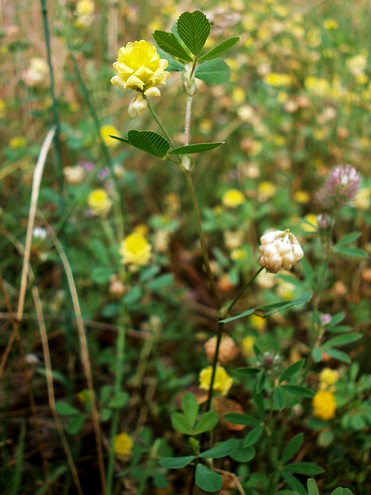 Image of Trifolium campestre specimen.