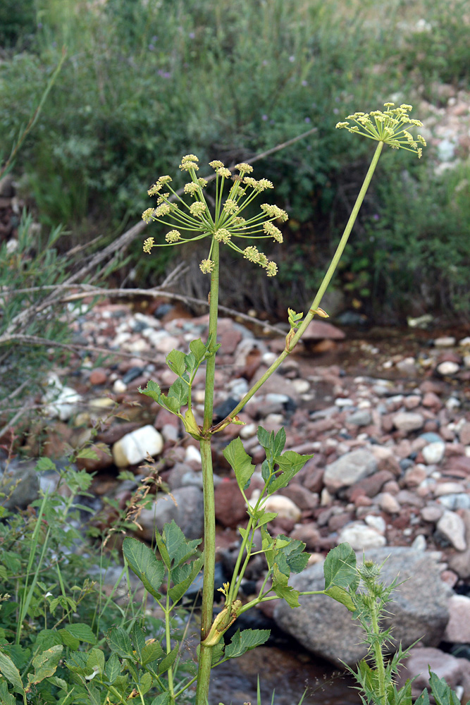 Image of Archangelica tschimganica specimen.