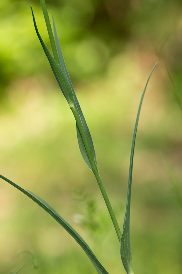 Image of Tragopogon dubius specimen.