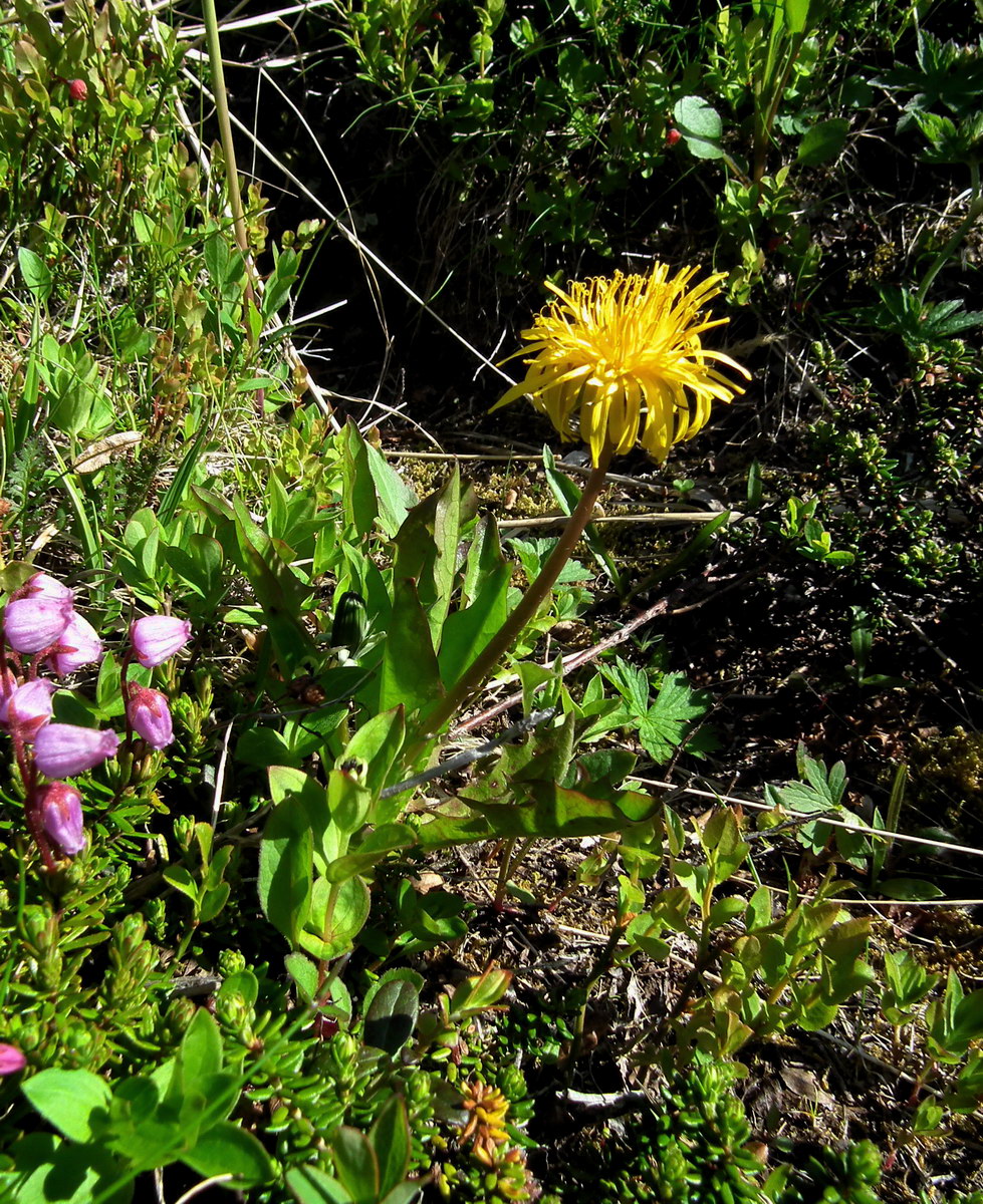 Изображение особи Taraxacum nivale.