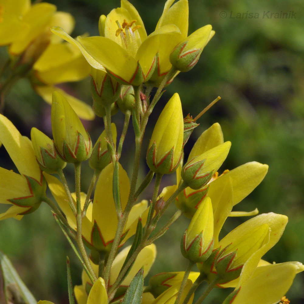 Image of Lysimachia davurica specimen.