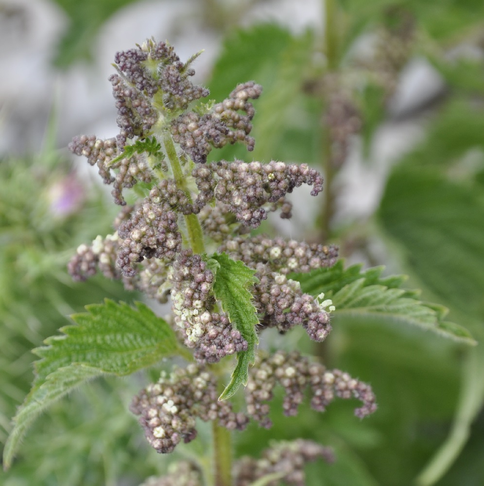 Изображение особи Urtica dioica.