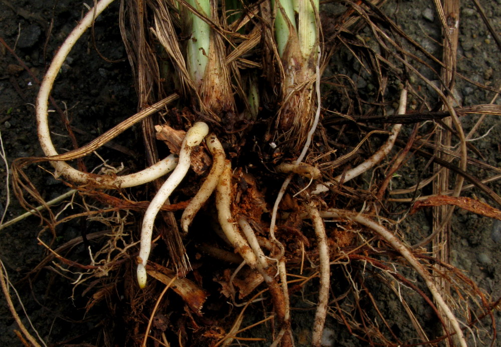 Image of Iris ruthenica specimen.