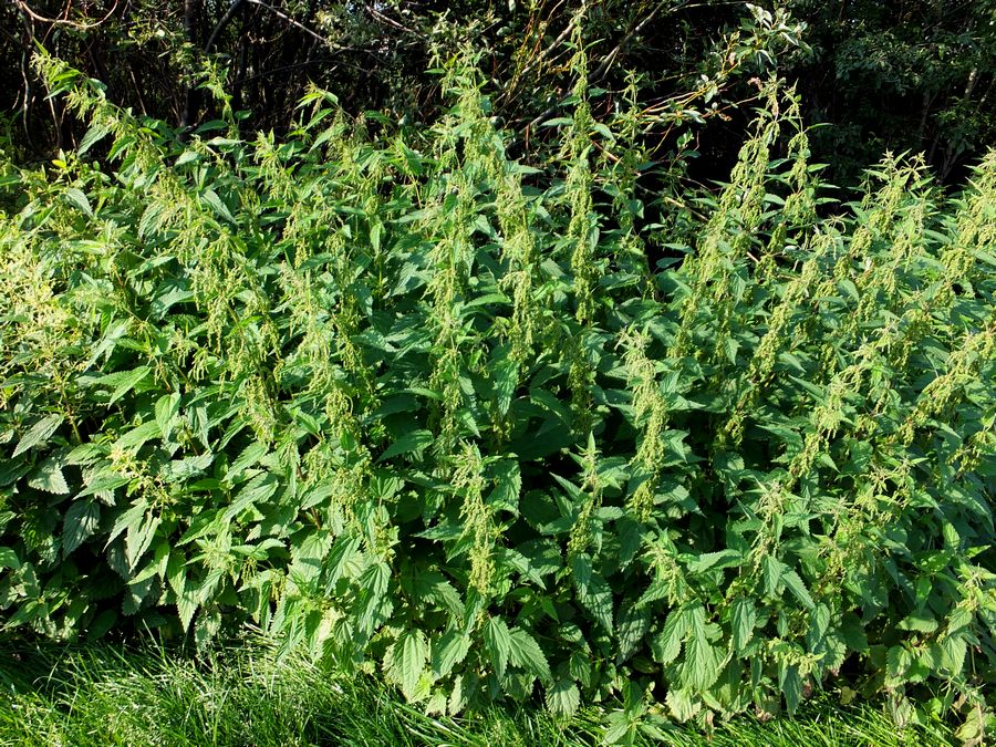 Image of Urtica dioica specimen.