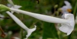 Nicotiana sylvestris. Цветок. Германия, г. Крефельд, Ботанический сад. 06.09.2014.