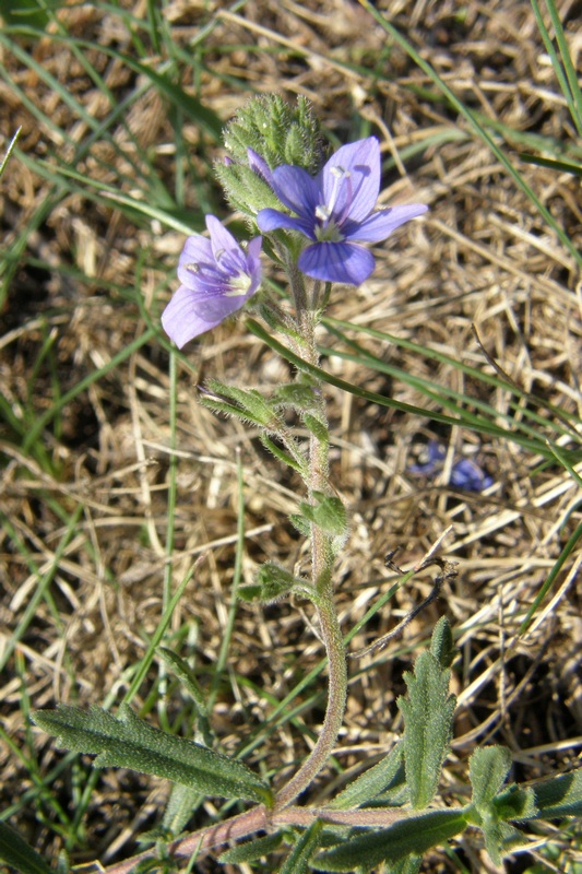 Image of Veronica bordzilowskii specimen.