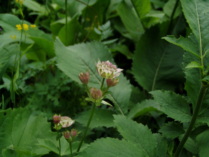 Изображение особи род Astrantia.