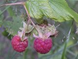 Rubus idaeus